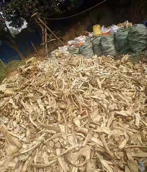 骨頭